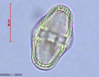 ISEM 1/Azorella_compacta_28153/Azorella_compacta_28153_0001(copy)_thumb.jpg